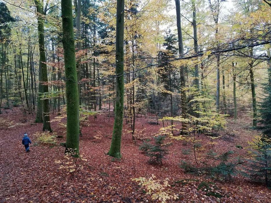 L'Enchantraine - Gite Tout Confort Et Tarif Tout Inclus - Appartement Spacieux Et Accueillant Sur Épinal Esterno foto